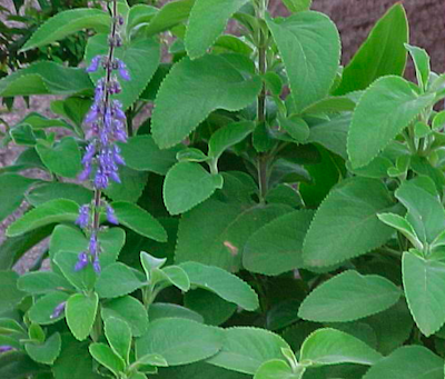 What is Coleus Forskohlii (Forskolin)?