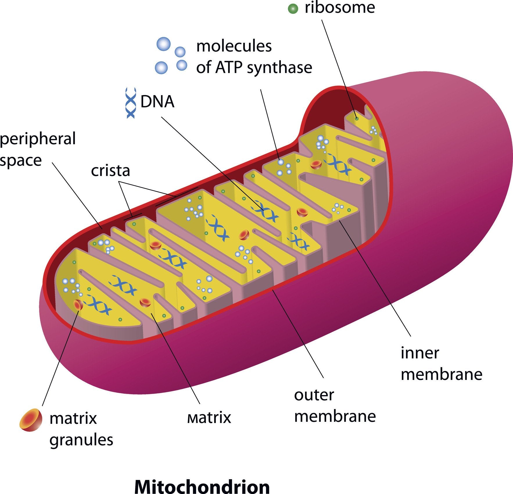 Top 5 Supplements For Healthy Mitochondrial Function