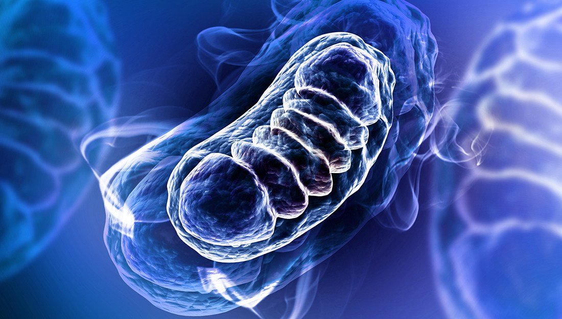 Cancer as a Metabolic, Mitochondrial Disease